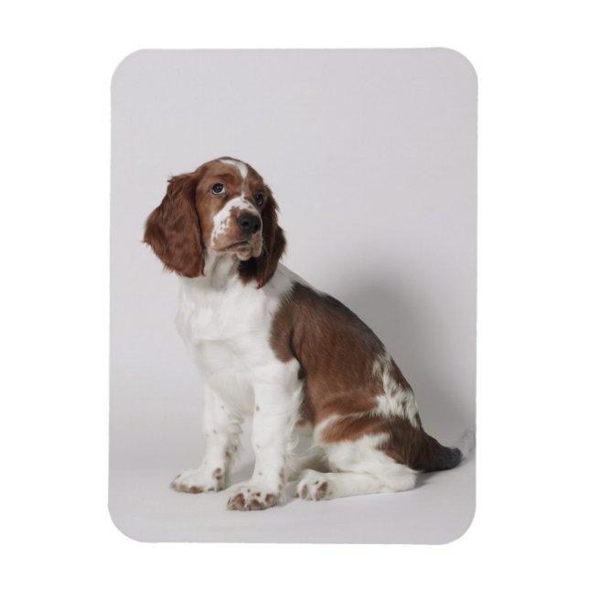 Springer spaniel magnet (Vertikal)