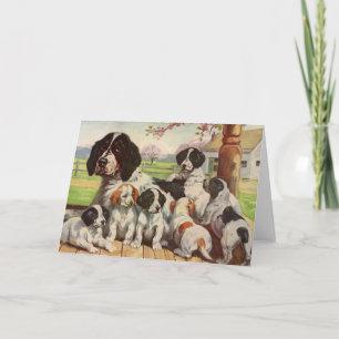 Springer spaniel mamma och valpar kort