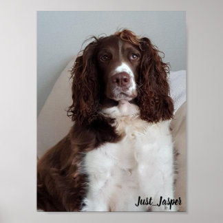 Springer spaniel poster