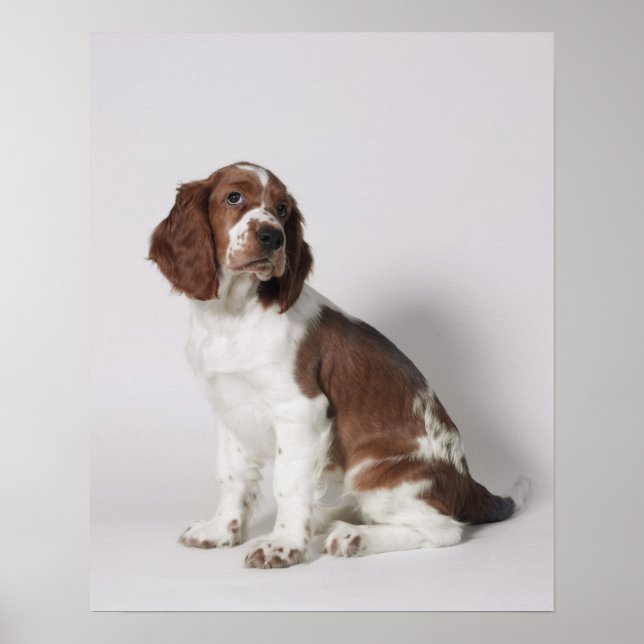 Springer spaniel poster (Framsidan)