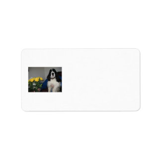 Springer Spanska Adressetiketter