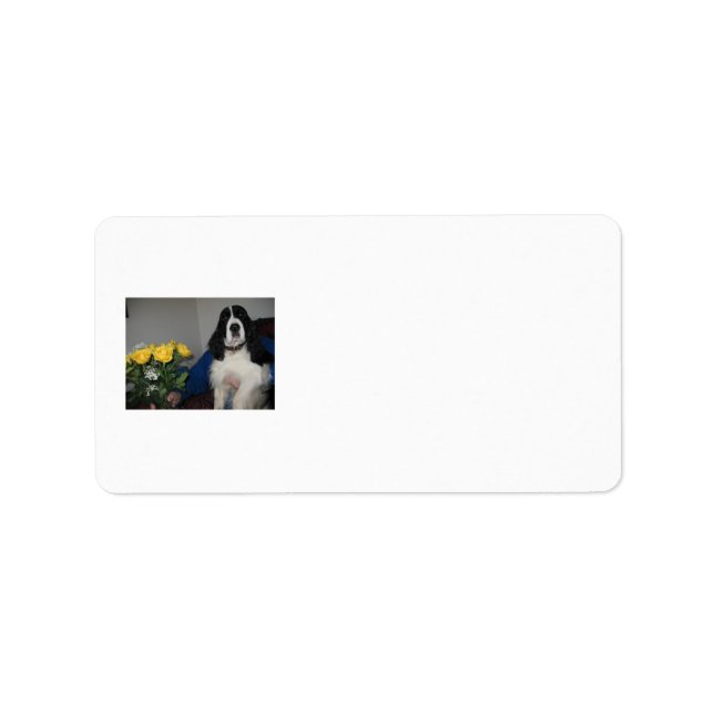 Springer Spanska Adressetiketter (Framsidan)