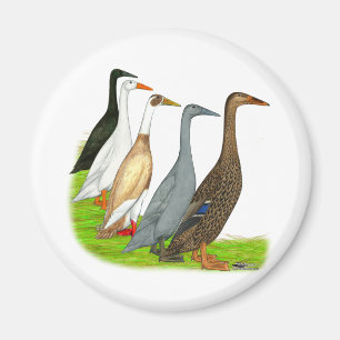Springerankasortiment Magnet
