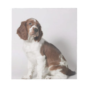 Springerspaniel Anteckningsblock