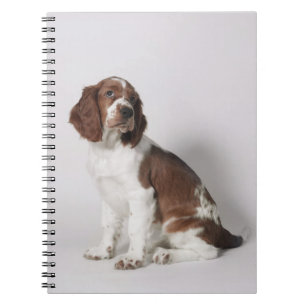 Springerspaniel Anteckningsbok