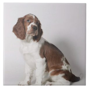 Springerspaniel Kakelplatta