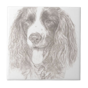 SpringerSpaniel Kakelplatta