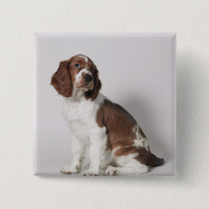 Springerspaniel Knapp