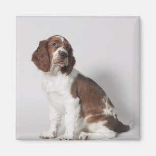 Springerspaniel Magnet