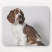 Springerspaniel