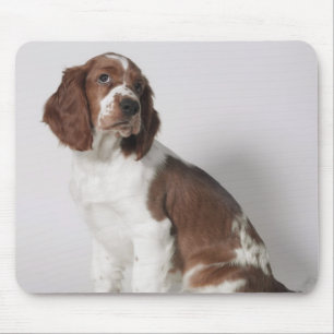 Springerspaniel Musmatta
