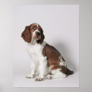 Springerspaniel Poster