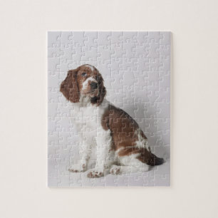 Springerspaniel Pussel