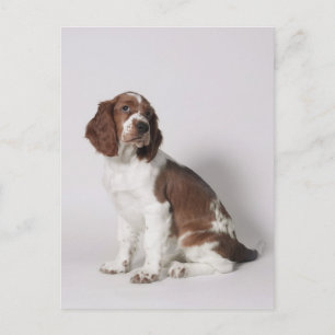 Springerspaniel Vykort