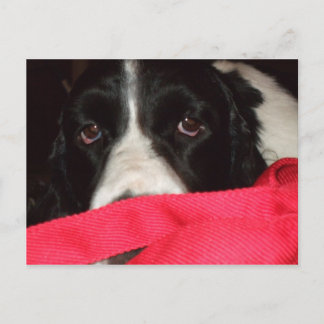 Springervykort Vykort