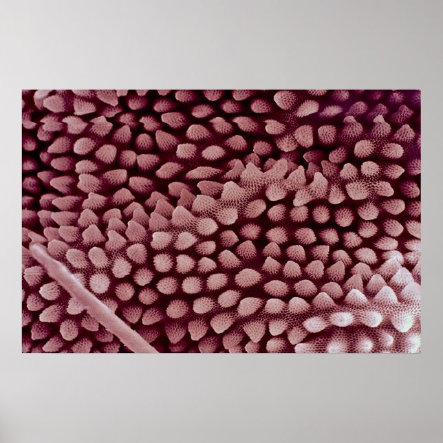 Springtail - bak poster (Framsidan)