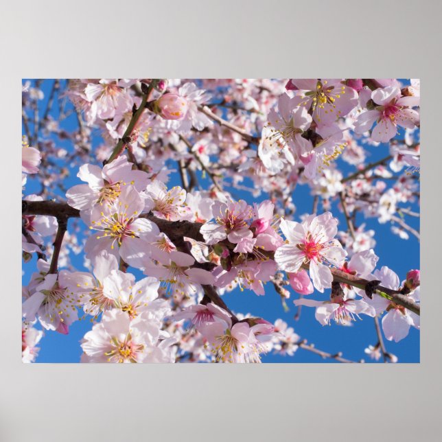 Springtime-blomning Poster (Framsidan)