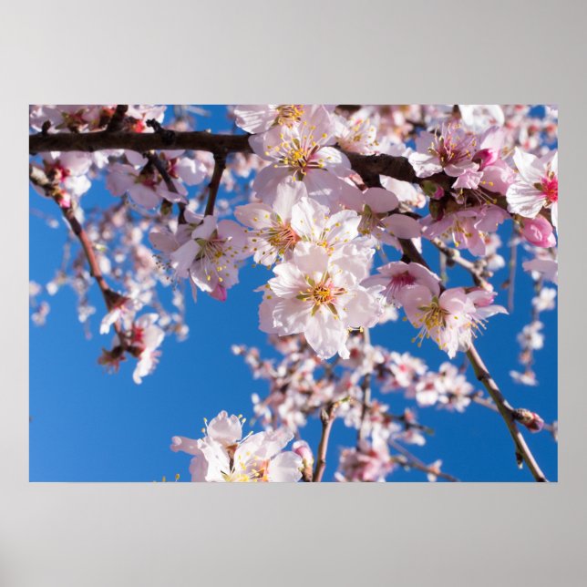 Springtime-blomning Poster (Framsidan)