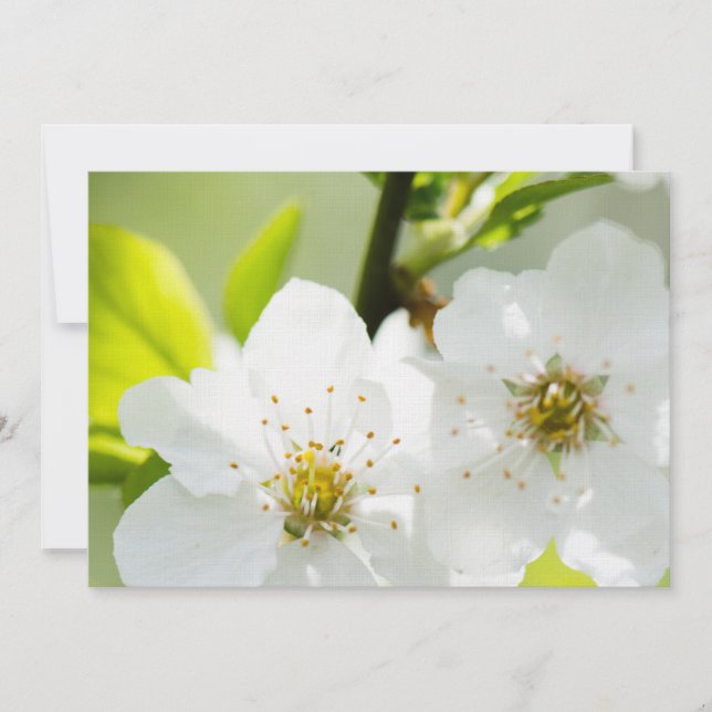 Springtime-blooming (Framsida)