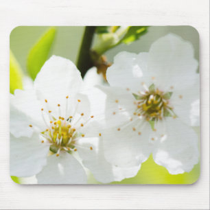 Springtime-blooming Musmatta