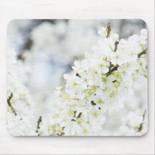 Springtime-blooming Musmatta