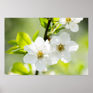 Springtime-blooming Poster