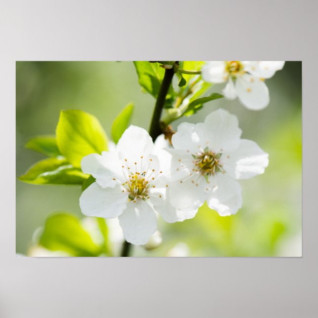 Springtime-blooming Poster (Framsidan)
