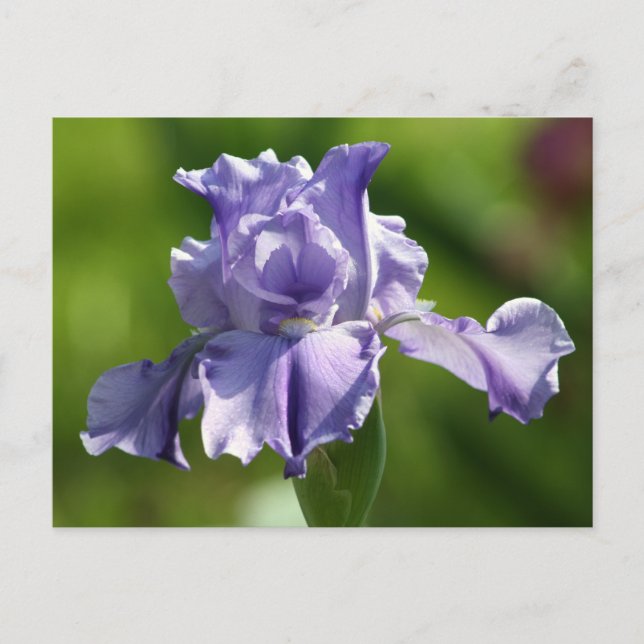 "Springtime Blues" Iris-fotografi Vykort (Framsida)