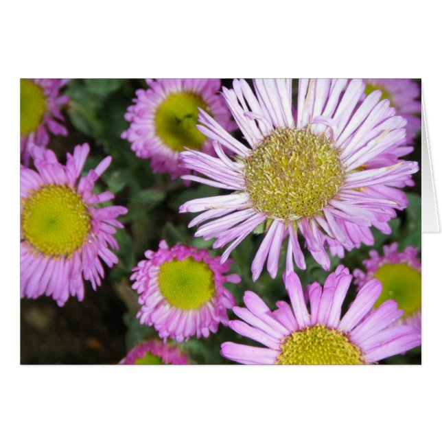 "Springtime chez moi" OBS Kort (Framsidan Horizontal)