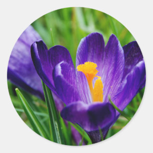 Springtime crocus runt klistermärke