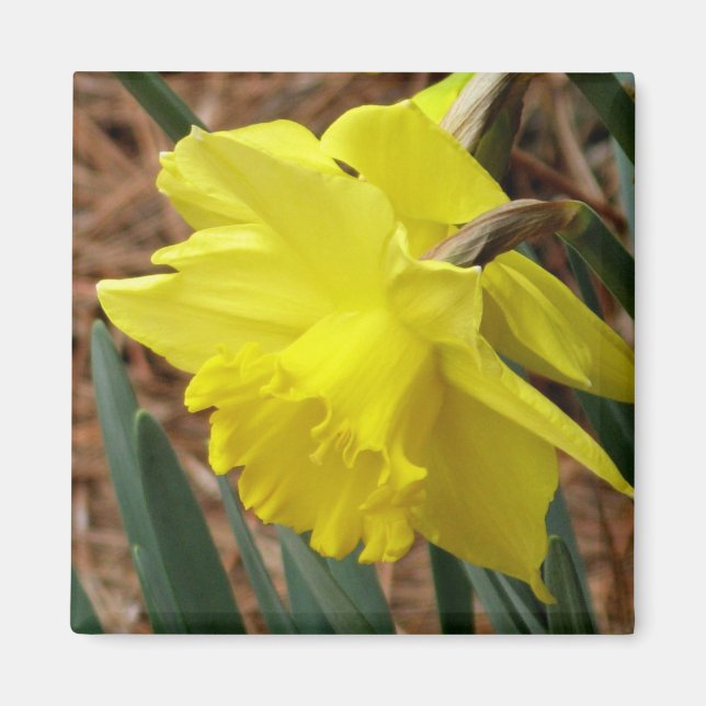 Springtime daffodil magnet (Framsidan)