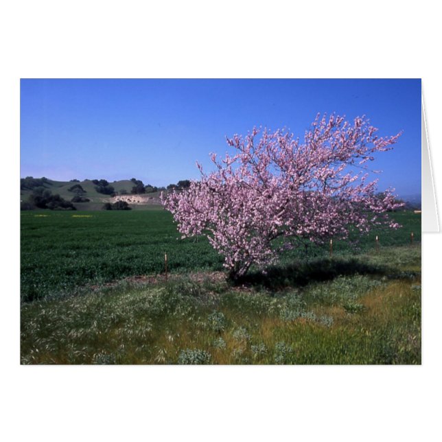 "Springtime" Hälsningskort (Framsidan Horizontal)