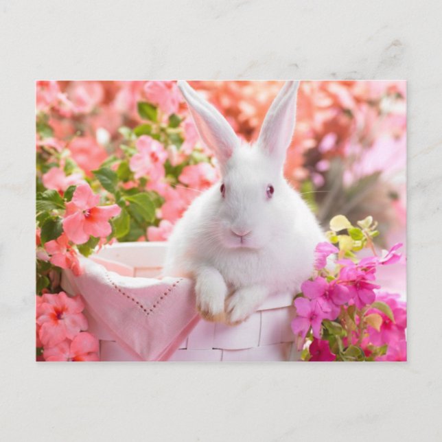Springtime Hare Vykort (Framsida)