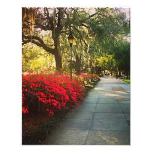 Springtime i Savannah Fototryck