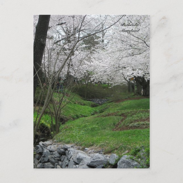 Springtime in Bethesda, Maryland Vykort (Framsida)