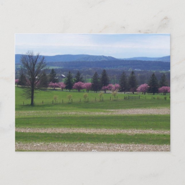 Springtime in Gettysburg Vykort (Framsida)