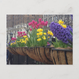 Springtime in Greeley Square NYC Flowers New York Vykort