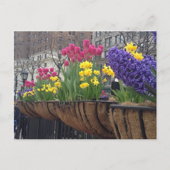 Springtime in Greeley Square NYC Flowers New York Vykort (Framsida)