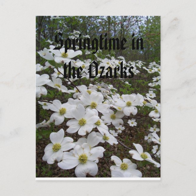 Springtime in the Ozarks Vykort (Framsida)