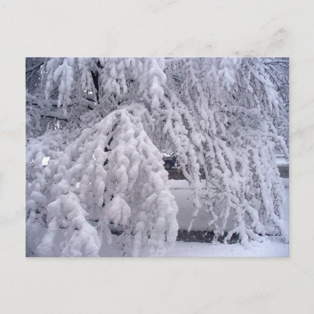 Springtime in Wisconsin Postcard Vykort (Framsida)