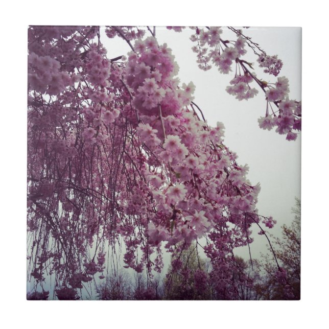 Springtime Kakelplatta (Framsidan)