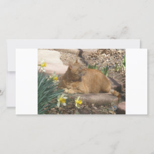 Springtime-katt