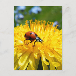 Springtime Ladybird på Dandelion Vykort
