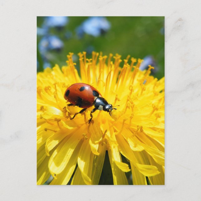Springtime Ladybird på Dandelion Vykort (Framsida)