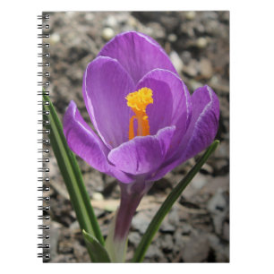 Springtime Lila and Gult Crocus Flower Photo Anteckningsbok