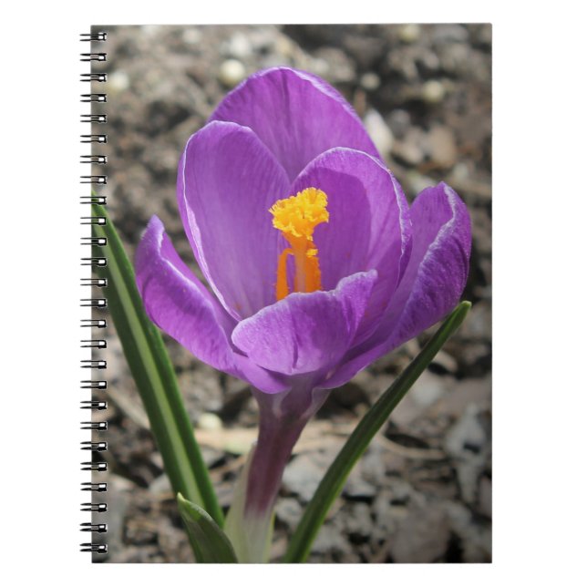 Springtime Lila and Gult Crocus Flower Photo Anteckningsbok (Framsidan)