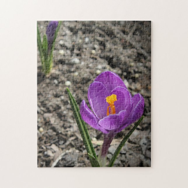 Springtime Lila and Gult Crocus Flower Photo J Pussel (Vertikal)
