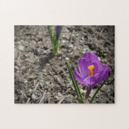 Springtime Lila and Gult Crocus Flower Photo Pussel