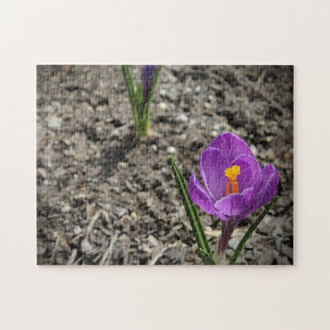 Springtime Lila and Gult Crocus Flower Photo Pussel (Horisontell)
