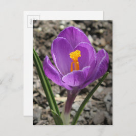 Springtime Lila and Gult Crocus Flower Photo Vykort